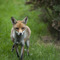 Buy canvas prints of  Red Fox in the grass by Philip Pound