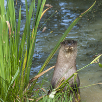 Buy canvas prints of  Otter Standing on the banks of a pond by Philip Pound