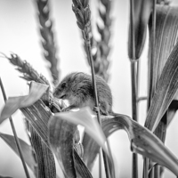 Buy canvas prints of  Harvest Mouse  by Philip Pound