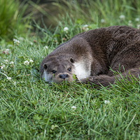 Buy canvas prints of  Otter Curled Up by Philip Pound
