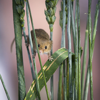 Buy canvas prints of  Harvest Mouse in Grass by Philip Pound