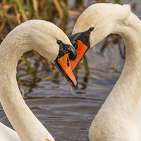 Buy canvas prints of Mute Swans Heart  by Philip Pound