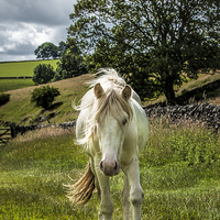 Buy canvas prints of White Horse in the Peak District by Philip Pound