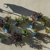 Buy canvas prints of  Geraniums in flowerpots on a white wall by Philip Pound