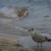 Buy canvas prints of  Seagull on the beach by Philip Pound