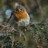 Buy canvas prints of Robin on ferns  by Philip Pound