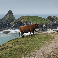 Buy canvas prints of  Cow at Kynance Cove in Cornwall by Philip Pound