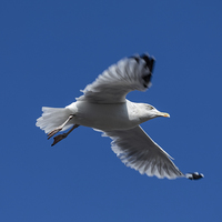 Buy canvas prints of  Seagull in Flight by Philip Pound