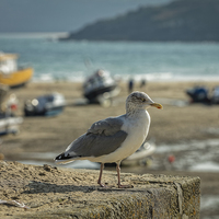 Buy canvas prints of  Seagull on the Rock by Philip Pound