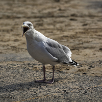 Buy canvas prints of  Seagull Very Animated by Philip Pound