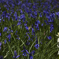 Buy canvas prints of Bluebells and a lone whitebell by Philip Pound