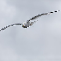 Buy canvas prints of Seagull in Flight by Philip Pound
