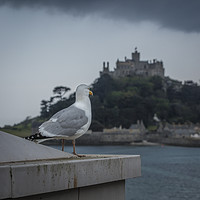 Buy canvas prints of Seagull looks out to St Michael's Mount in Cornwal by Philip Pound
