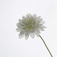Buy canvas prints of White Dahlia Flower by Philip Pound