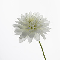 Buy canvas prints of White Dahlia Flower by Philip Pound
