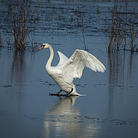 Buy canvas prints of Mute Swan on Ice by Philip Pound