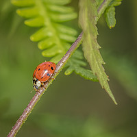 Buy canvas prints of Red Ladybird by Philip Pound