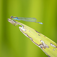 Buy canvas prints of Red Eyed Dragonfly by Philip Pound