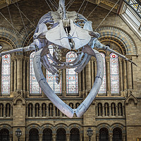 Buy canvas prints of Blue Whale Skeleton at Natural History Museum by Philip Pound