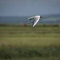Buy canvas prints of Black Headed Gull in Flight by Philip Pound