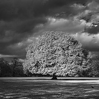 Buy canvas prints of Infrared Tree by Philip Pound