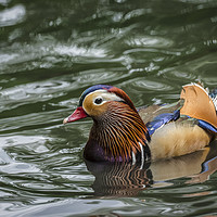 Buy canvas prints of Mandarin Duck Swimming by Philip Pound