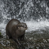 Buy canvas prints of Asian Short Claw Otter and Waterfall by Philip Pound