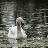 Buy canvas prints of Swan with Cygnet by Philip Pound