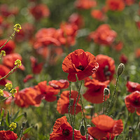Buy canvas prints of Red Poppies in a Field by Philip Pound