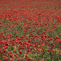 Buy canvas prints of Field of Red Poppies by Philip Pound