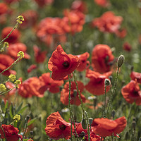 Buy canvas prints of Red Poppy Flowers in Field by Philip Pound