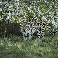 Buy canvas prints of Amur Leopard by Philip Pound