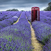 Buy canvas prints of Lavender Fields by Philip Pound
