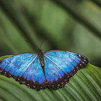 Buy canvas prints of Blue Morpho Butterfly by Philip Pound