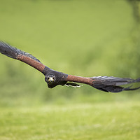 Buy canvas prints of Hen Harrier Bird of Prey in Flight by Philip Pound