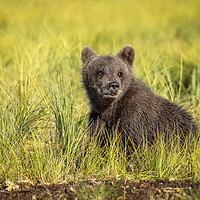 Buy canvas prints of Brown Bear Cub in the Wild by Philip Pound