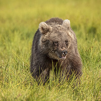 Buy canvas prints of Wild Brown Bear by Philip Pound