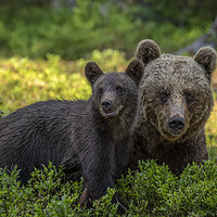 Buy canvas prints of Mother Brown Bear with Cub by Philip Pound