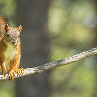 Buy canvas prints of Red Squirrel on Branch by Philip Pound