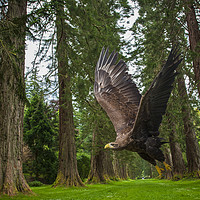 Buy canvas prints of Golden Eagle and Giant Redwood Trees by Philip Pound