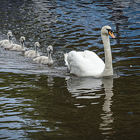 Buy canvas prints of Mute Swan With Cygnets on Canal by Philip Pound
