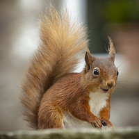 Buy canvas prints of Red Squirrel by Philip Pound
