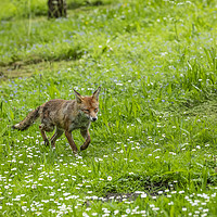 Buy canvas prints of Fox in a meadow by Philip Pound