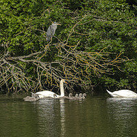 Buy canvas prints of Mute Swans on lake with cygnets and grey heron by Philip Pound