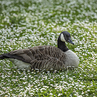 Buy canvas prints of Canada goose sitting in a field of white daisies by Philip Pound