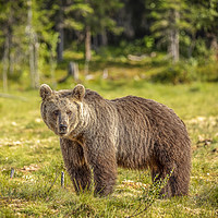 Buy canvas prints of Brown Bear  by Philip Pound