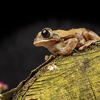 Buy canvas prints of Frog by Philip Pound
