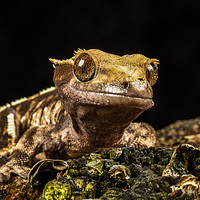 Buy canvas prints of Gecko by Philip Pound