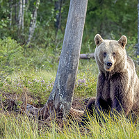 Buy canvas prints of Wild brown bear in forest near lake in Finland by Philip Pound
