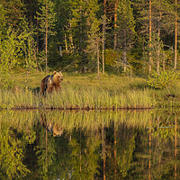 Buy canvas prints of Reflections of a wild brown bear in the lake by Philip Pound